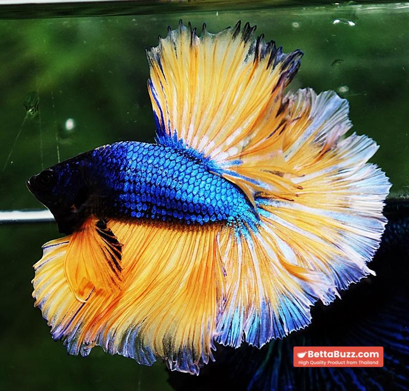Betta fish OHM Blue Mustard Gas Sky Hawk White Ring - Image 3