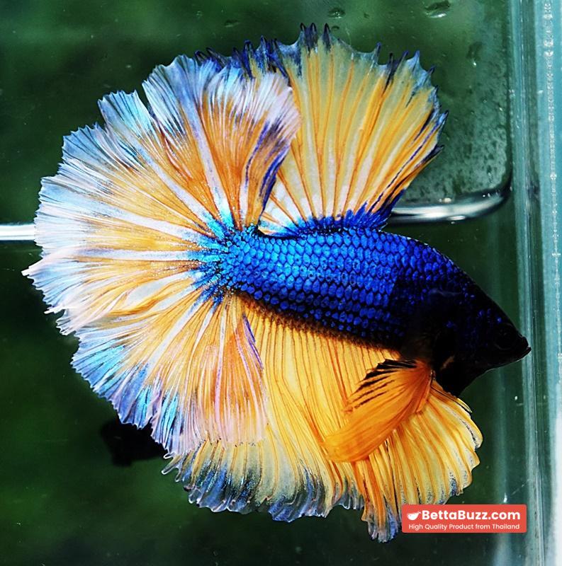 Betta fish OHM Blue Mustard Gas Sky Hawk White Ring - Image 2