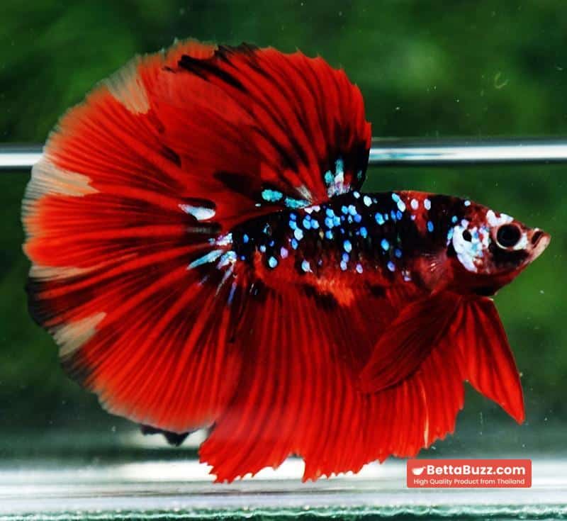 Betta fish HM Red Vampire Galaxy - Image 3