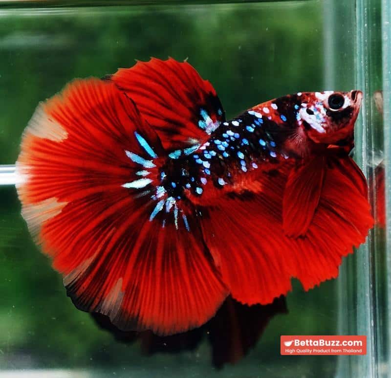 Betta fish HM Red Vampire Galaxy - Image 5