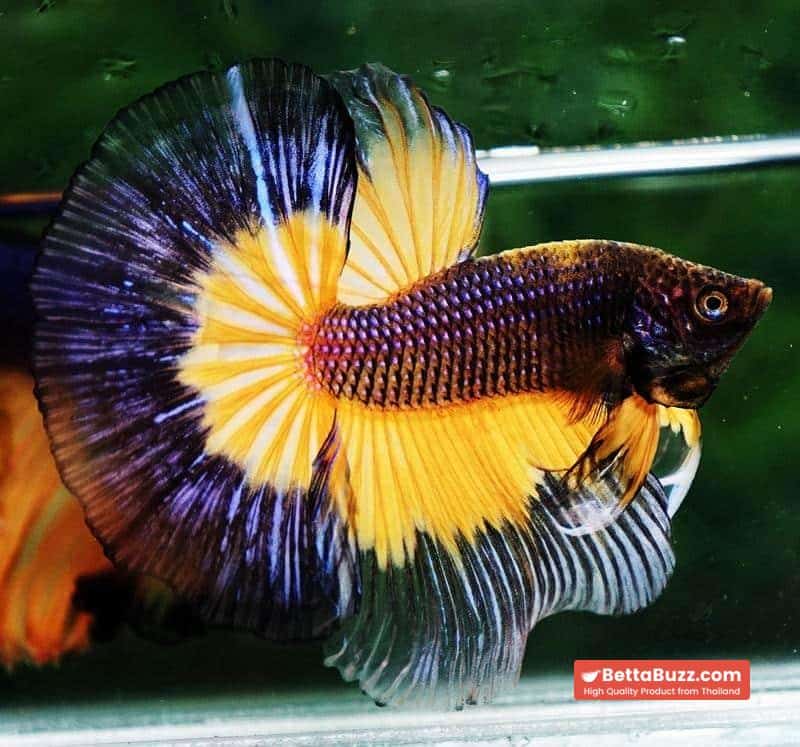 Betta fish OHM Blue Black Pumkin Butterfly - Image 3