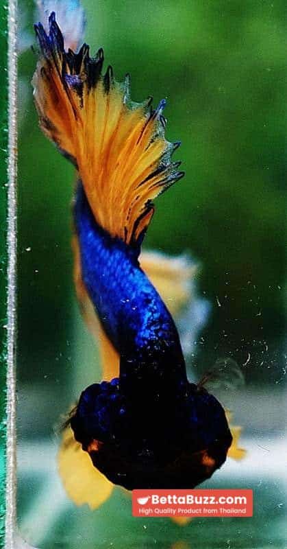 Betta fish OHM Blue Mustard Gas Sky Hawk White Ring - Image 8