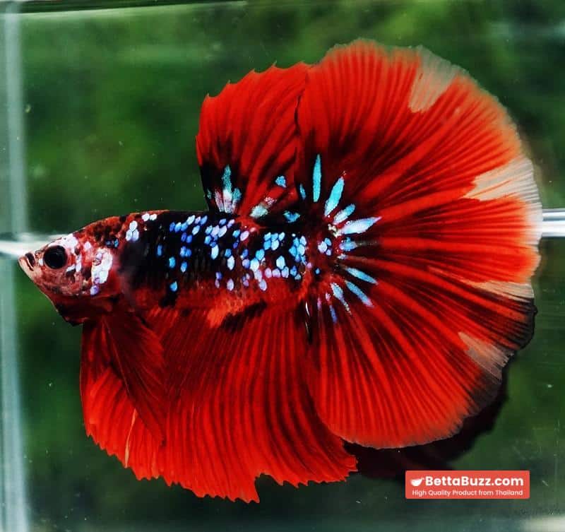 Betta fish HM Red Vampire Galaxy - Image 4