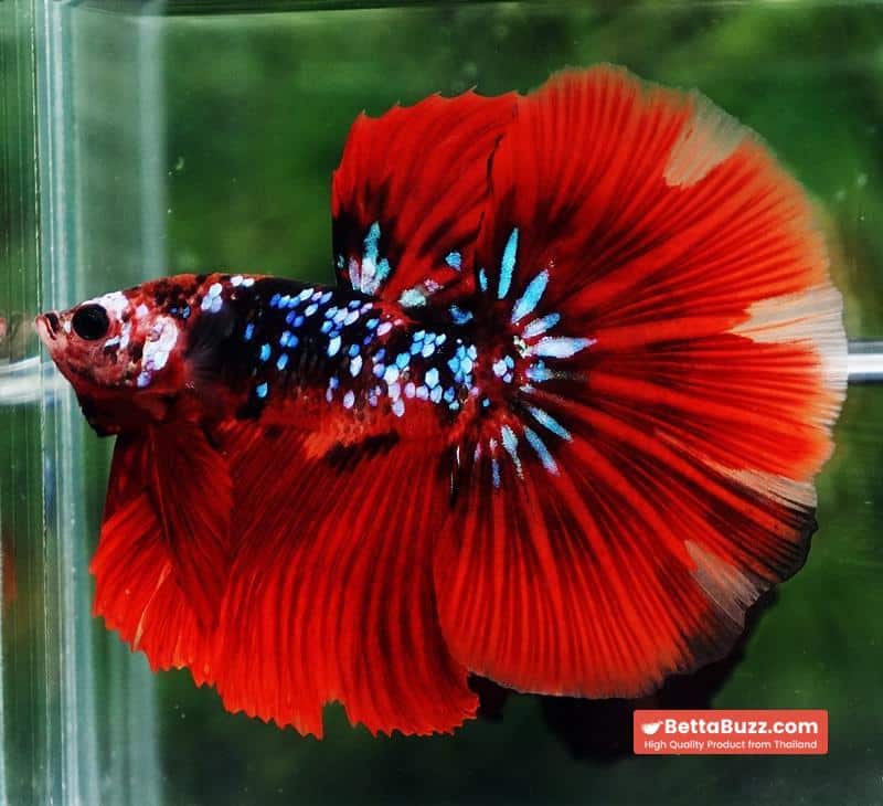 Betta fish HM Red Vampire Galaxy - Image 6