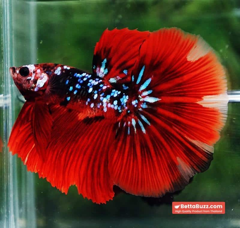 Betta fish HM Red Vampire Galaxy - Image 2