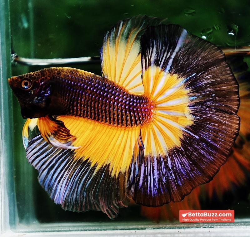 Betta fish OHM Blue Black Pumkin Butterfly - Image 2