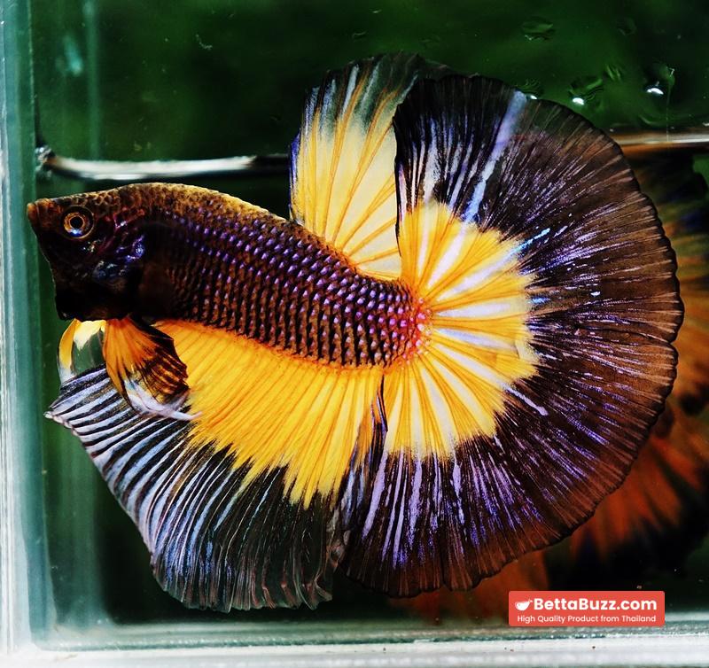 Betta fish OHM Blue Black Pumkin Butterfly - Image 4