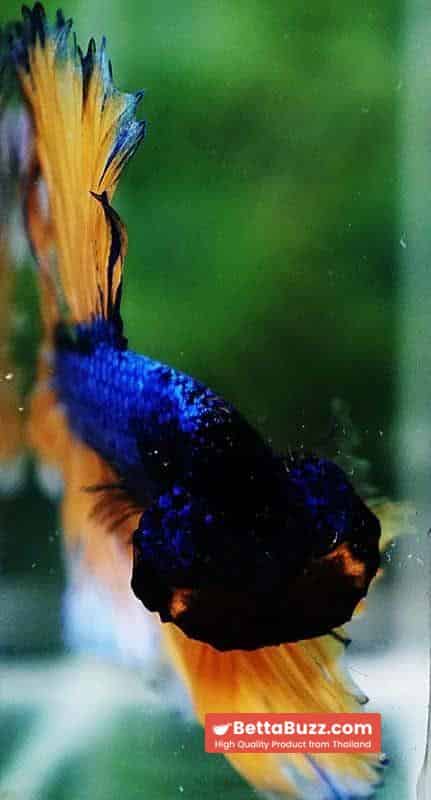 Betta fish OHM Blue Mustard Gas Sky Hawk White Ring - Image 9