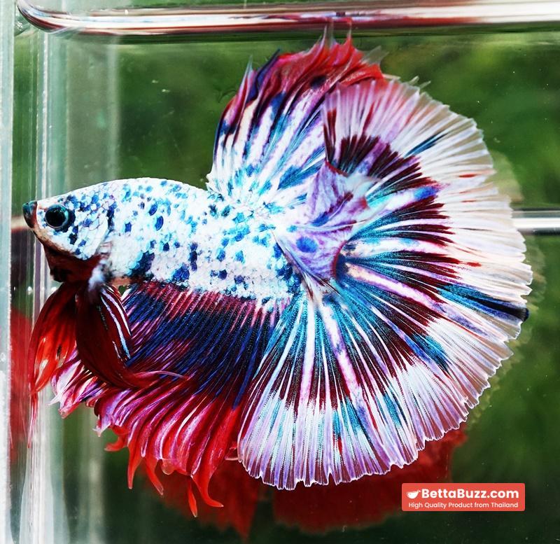 Betta fish Prince of Magical Frozen Marble OHM - Image 3