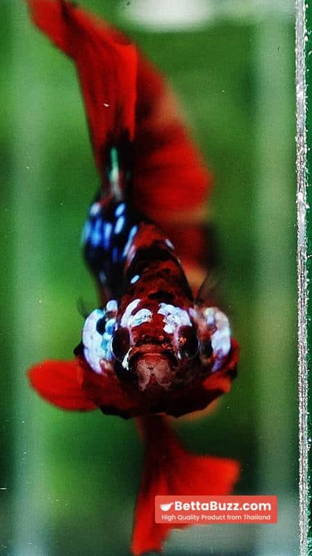 Betta fish HM Red Vampire Galaxy - Image 7
