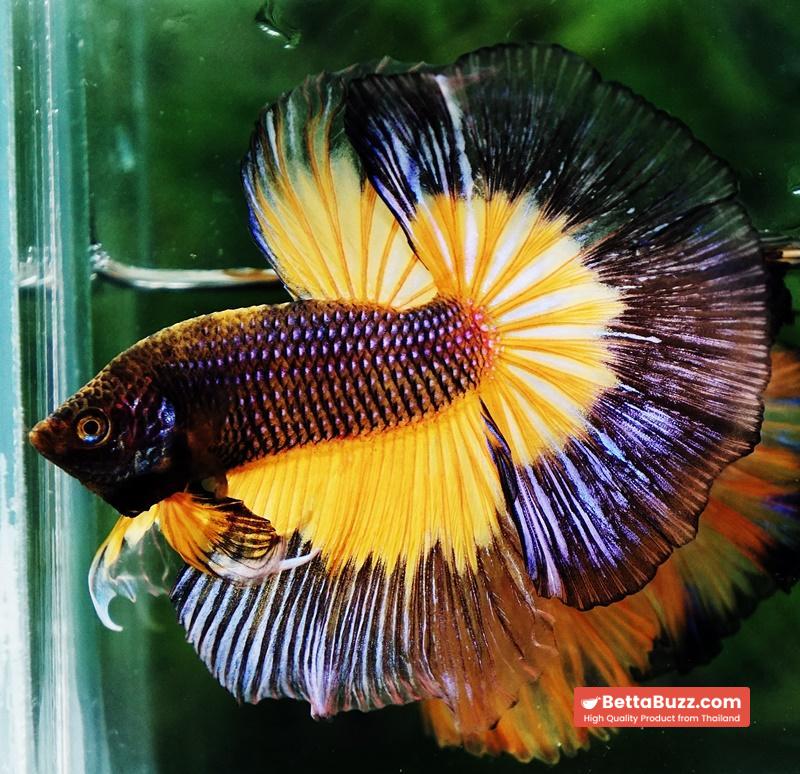 Betta fish OHM Blue Black Pumkin Butterfly - Image 6