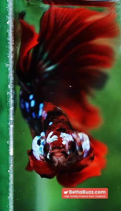 Betta fish HM Red Vampire Galaxy - Image 8