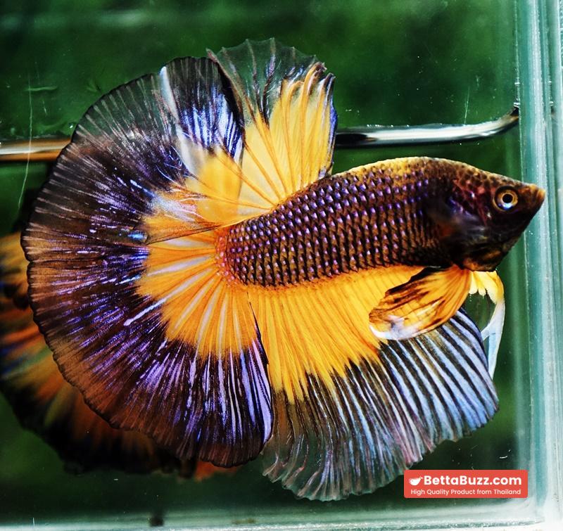 Betta fish OHM Blue Black Pumkin Butterfly - Image 5
