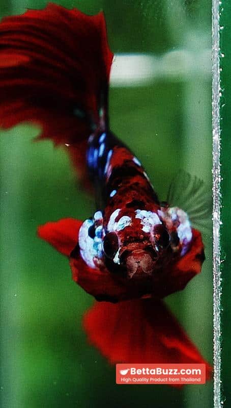 Betta fish HM Red Vampire Galaxy - Image 9