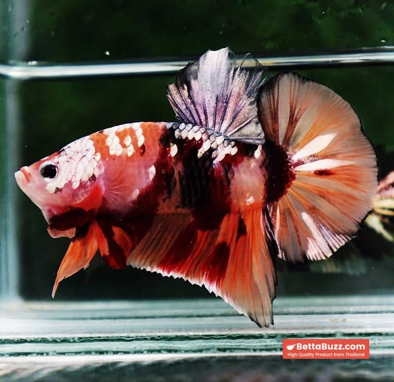 Betta fish HMPK Copper Nemo Tiger - Image 4