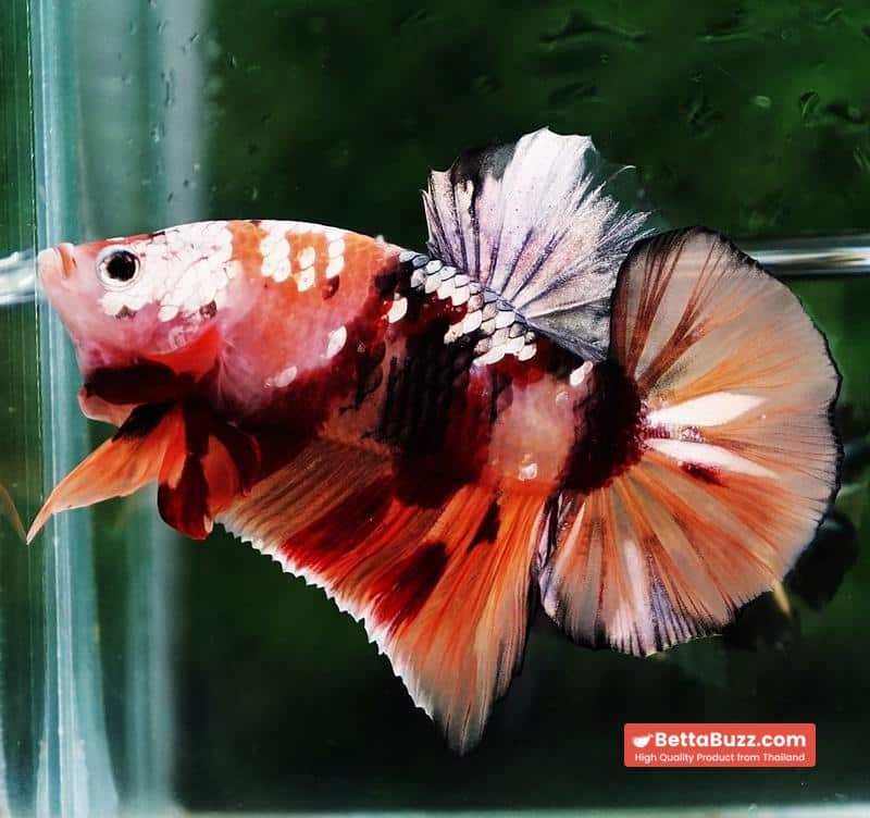 Betta fish HMPK Copper Nemo Tiger - Image 2