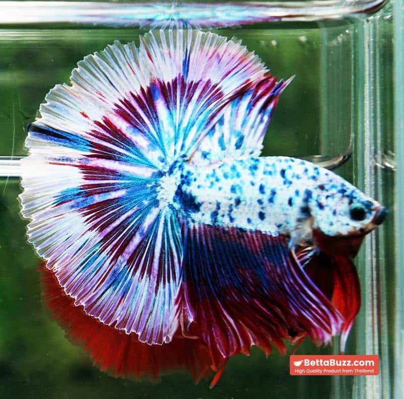 Betta fish Prince of Magical Frozen Marble OHM - Image 4