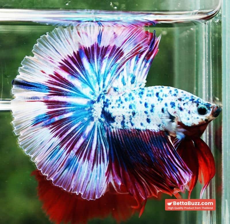 Betta fish Prince of Magical Frozen Marble OHM - Image 2