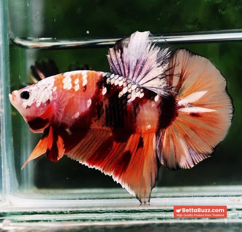 Betta fish HMPK Copper Nemo Tiger - Image 6