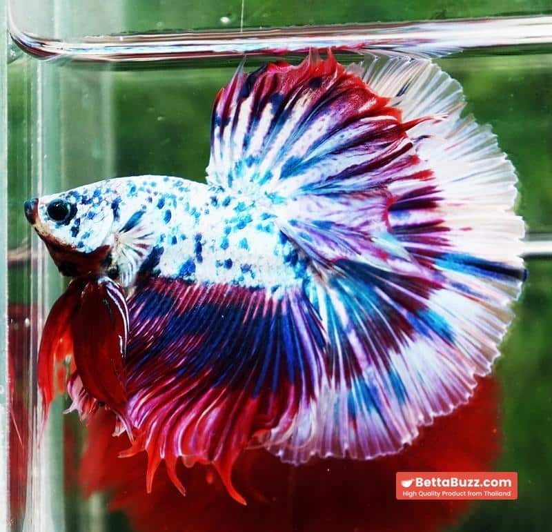 Betta fish Prince of Magical Frozen Marble OHM - Image 5