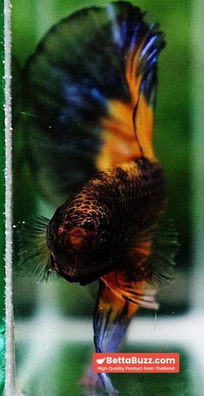 Betta fish OHM Blue Black Pumkin Butterfly - Image 7