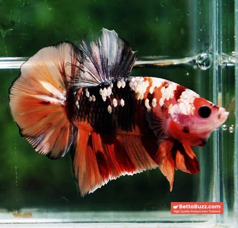 Betta fish HMPK Copper Nemo Tiger - Image 5