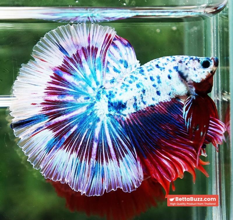Betta fish Prince of Magical Frozen Marble OHM - Image 6