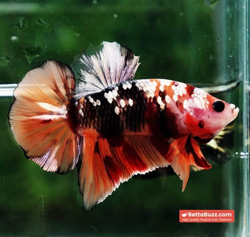 Betta fish HMPK Copper Nemo Tiger - Image 3