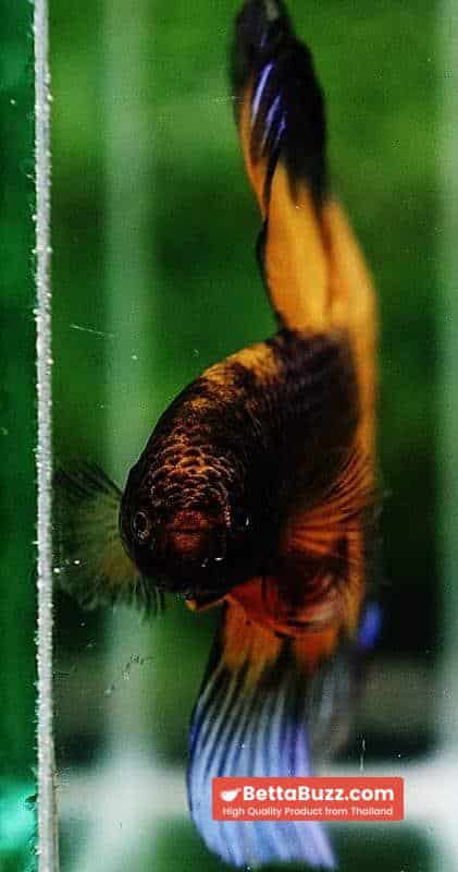 Betta fish OHM Blue Black Pumkin Butterfly - Image 8