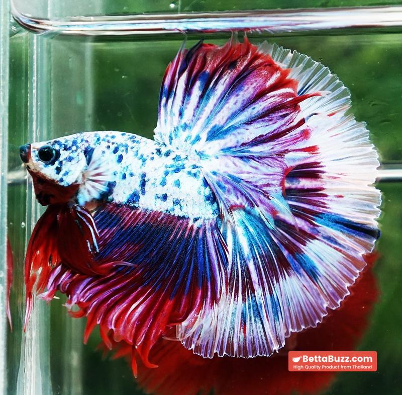 Betta fish Prince of Magical Frozen Marble OHM - Image 7