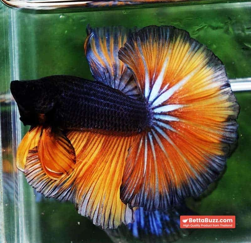 Betta fish OHM Iron Steel Mustard Gas Sky Hawk - Image 6