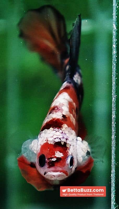 Betta fish HMPK Copper Nemo Tiger - Image 7