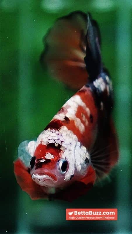 Betta fish HMPK Copper Nemo Tiger - Image 8