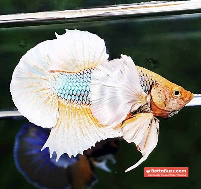 Betta fish HMPK Yellow Pineapple Dumbo - Image 4