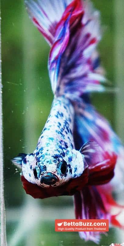 Betta fish Prince of Magical Frozen Marble OHM - Image 8