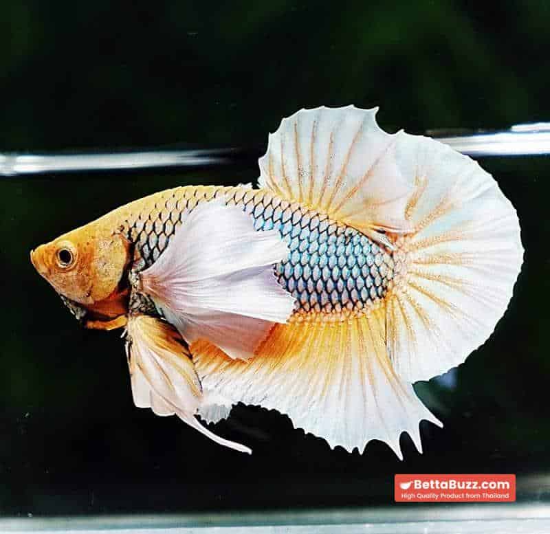 Betta fish HMPK Yellow Pineapple Dumbo - Image 5