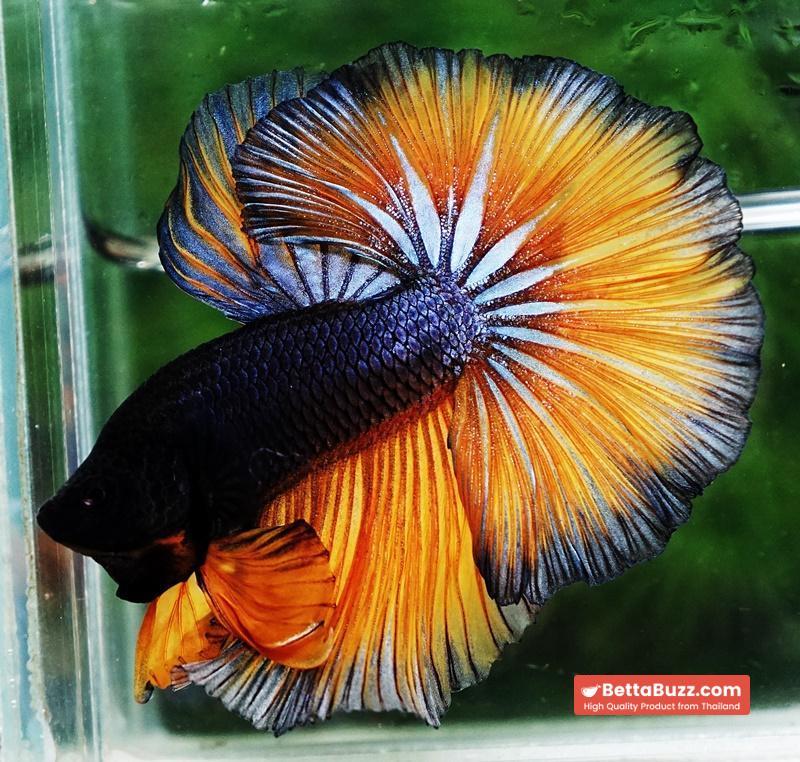 Betta fish OHM Iron Steel Mustard Gas Sky Hawk - Image 4