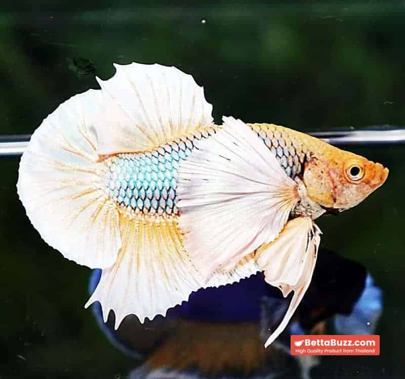Betta fish HMPK Yellow Pineapple Dumbo - Image 2