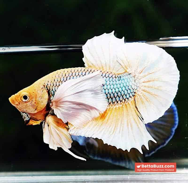 Betta fish HMPK Yellow Pineapple Dumbo - Image 3