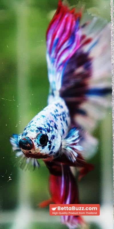 Betta fish Prince of Magical Frozen Marble OHM - Image 9