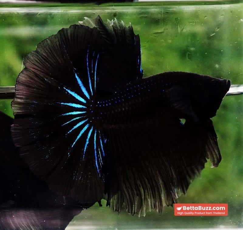 Betta fish Black Blue Light Hawk HM - Image 4