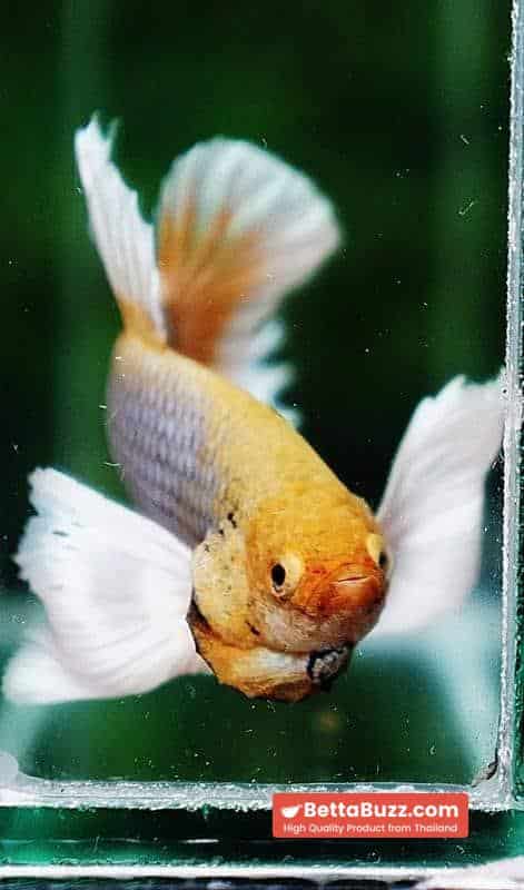 Betta fish HMPK Yellow Pineapple Dumbo - Image 6