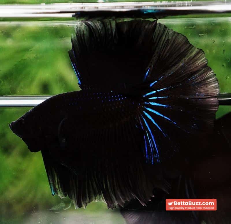 Betta fish Black Blue Light Hawk HM - Image 3