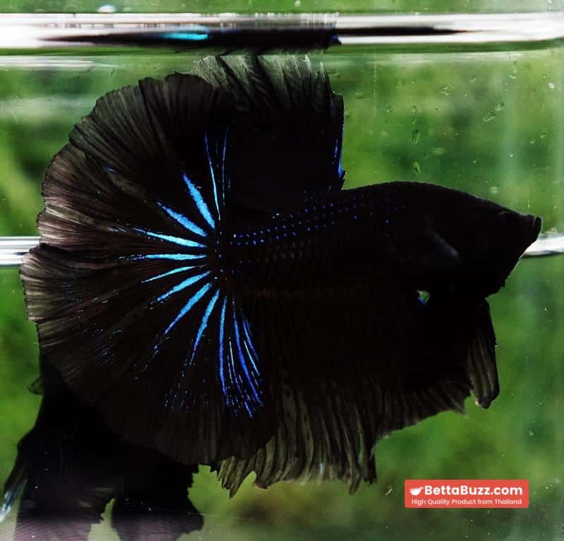 Betta fish Black Blue Light Hawk HM - Image 2