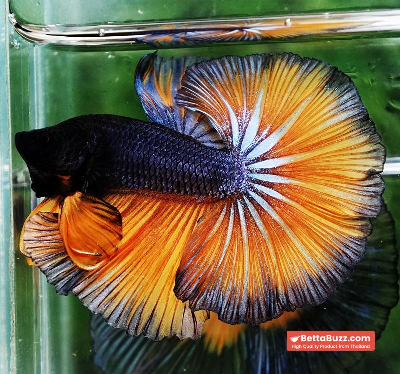 Betta fish OHM Iron Steel Mustard Gas Sky Hawk - Image 2