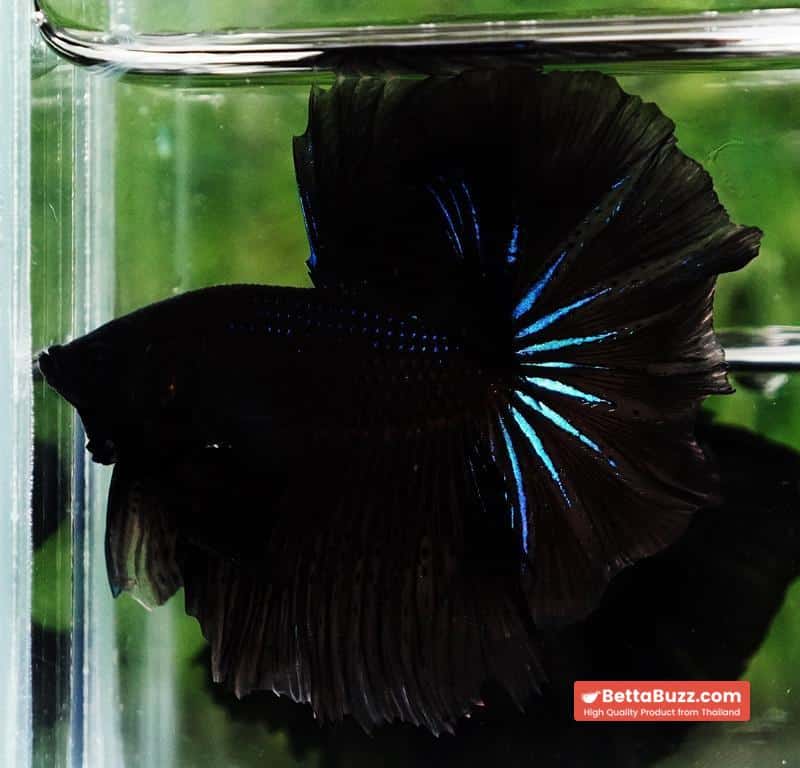 Betta fish Black Blue Light Hawk HM - Image 7