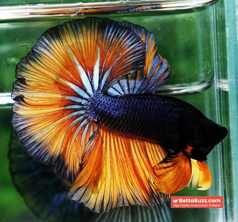 Betta fish OHM Iron Steel Mustard Gas Sky Hawk - Image 5