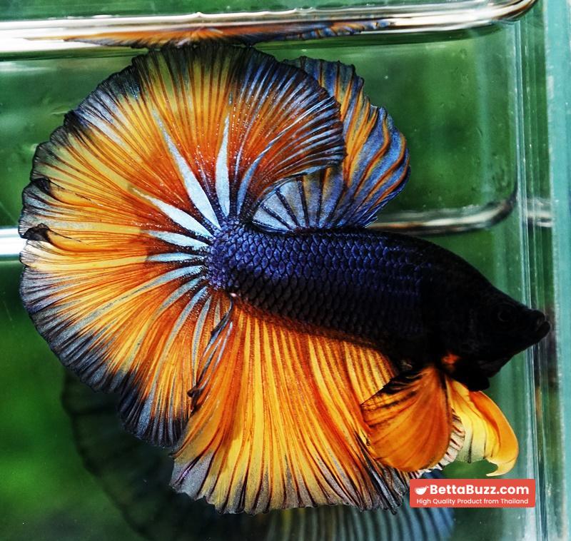 Betta fish OHM Iron Steel Mustard Gas Sky Hawk - Image 3
