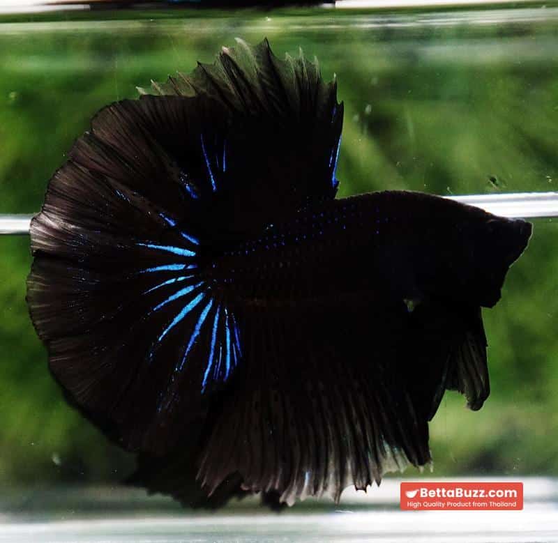 Betta fish Black Blue Light Hawk HM - Image 6