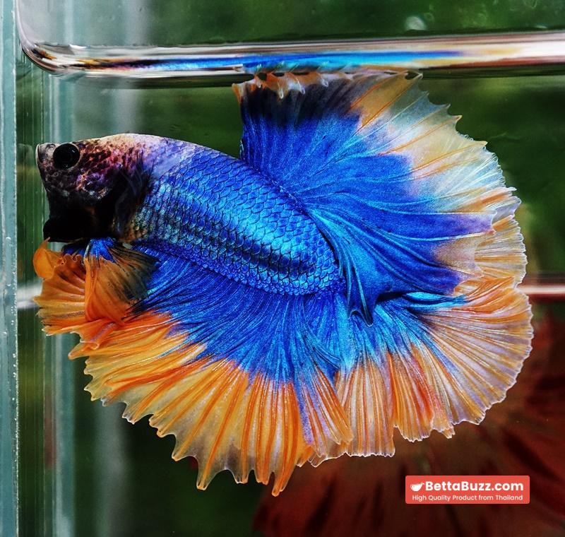 Betta fish OHM Rosetail Grizle Mustard Butterfly - Image 3